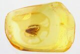 Detailed Fossil Moth (Lepidoptera) in Baltic Amber #310802-1